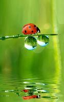 Ladybug Live Wallpaper স্ক্রিনশট 3