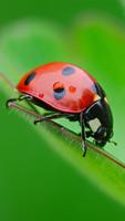 Ladybug Live Wallpaper الملصق