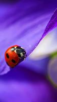 برنامه‌نما Ladybug Live Wallpaper عکس از صفحه