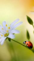 Ladybug Live Wallpaper 스크린샷 2