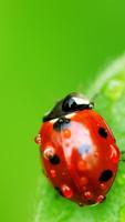 Ladybug Live Wallpaper 스크린샷 3