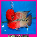Laohan Fish Gallery APK