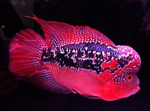88+ Desain Aquarium Ikan Louhan Gratis