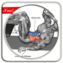 Sixpack Abdominal Muscle Exercises APK