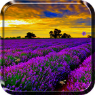 آیکون‌ Lavender Live Wallpaper