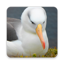 Albatross Wallpaper HD APK