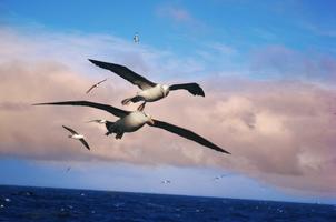 Albatross Wallpaper HD plakat
