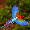 Animal World APK