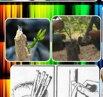 Learning Grafting Plants syot layar 2