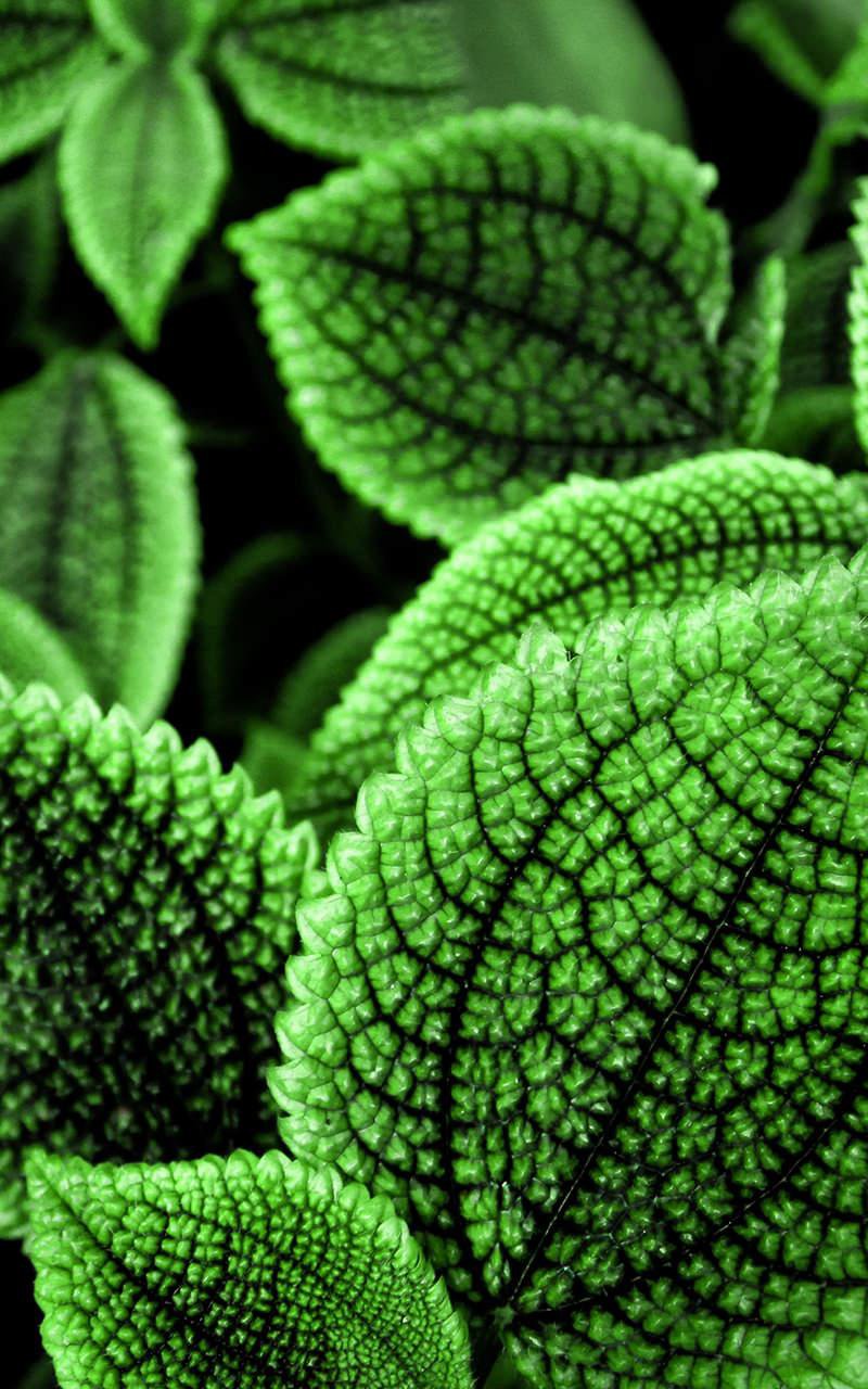 Leaves Live Wallpaper APK for Android Download