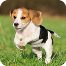 Beagle Live Wallpaper APK