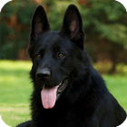 Black Belgian Shepherd Lwp Zeichen