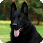 Black Belgian Shepherd Lwp ikon