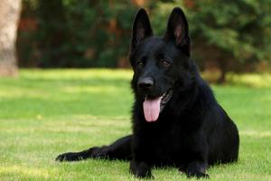 Black Belgian Shepherd Lwp Plakat