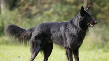 Black Belgian Shepherd Lwp Screenshot 1