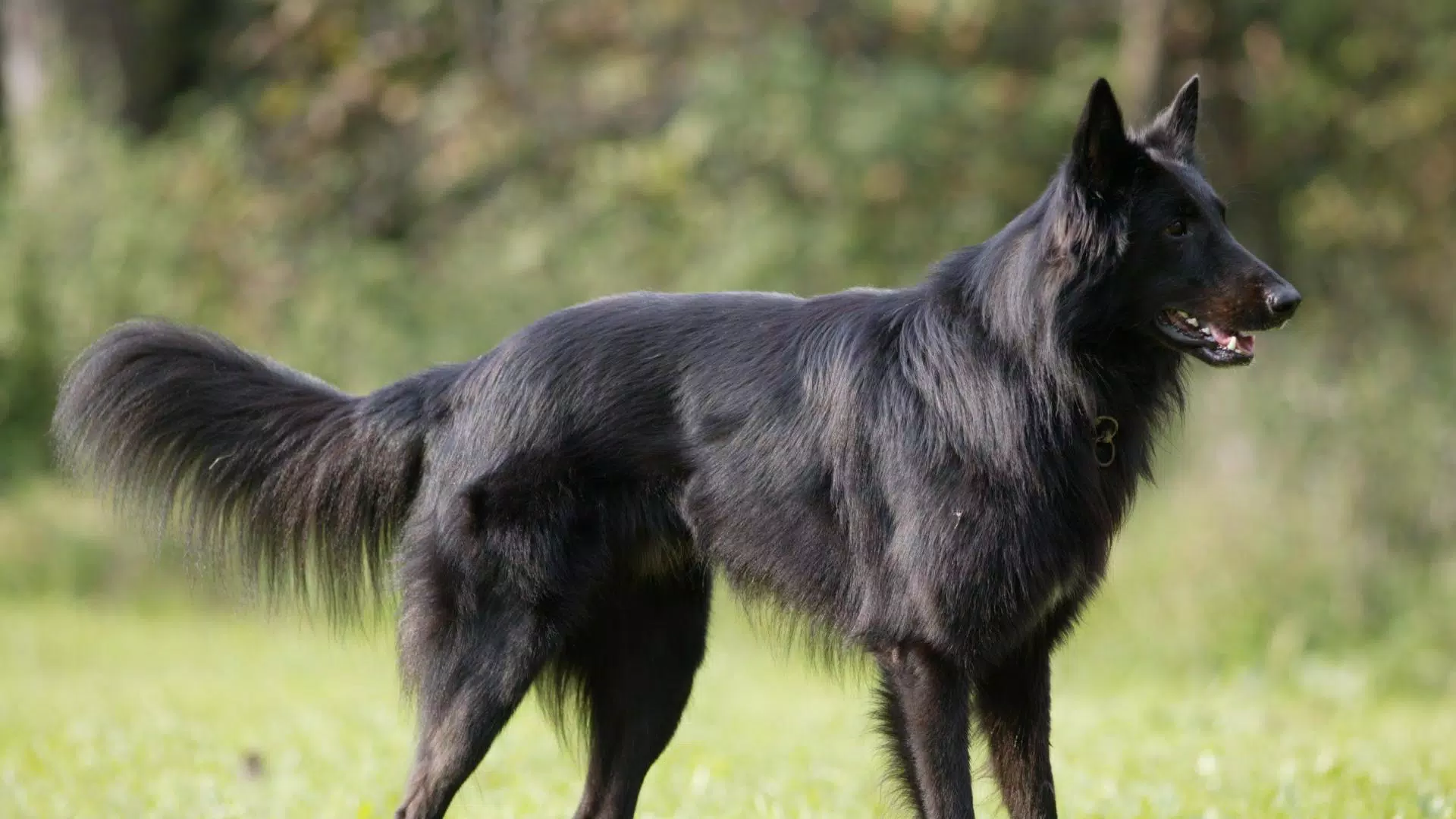 Black Belgian German Shepherd