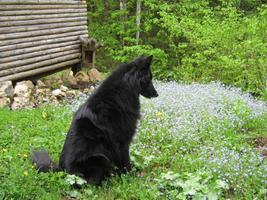 Black Belgian Shepherd Lwp capture d'écran 2