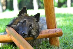 Black Belgian Shepherd Lwp capture d'écran 3