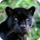 Black Jaguar Live Wallpaper icône