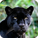 Black Jaguar Live Wallpaper APK