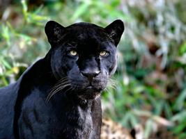 Black Jaguar Live Wallpaper الملصق