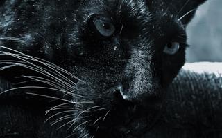 2 Schermata Black Jaguar Live Wallpaper