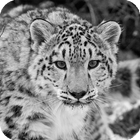 Snow Leopard Live Wallpaper アイコン