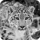 Snow Leopard Live Wallpaper APK