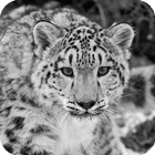 Snow Leopard Live Wallpaper 图标