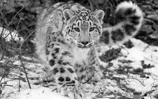 Snow Leopard Live Wallpaper 截图 1