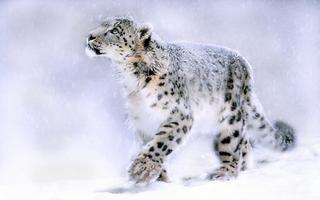 Snow Leopard Live Wallpaper captura de pantalla 2