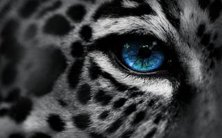 Snow Leopard Live Wallpaper 截图 3