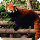 Red Panda Live Wallpaper آئیکن