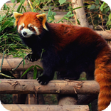 Red Panda Live Wallpaper