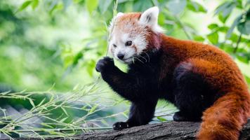 Red Panda Live Wallpaper imagem de tela 2