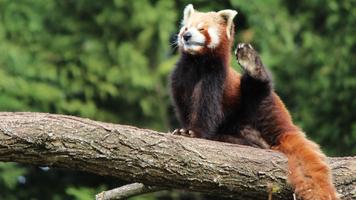 Red Panda Live Wallpaper اسکرین شاٹ 1