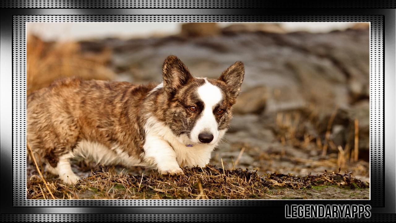 Corgi Wallpaper For Android Apk Download Corgi Wallpaper For Android Apk Download