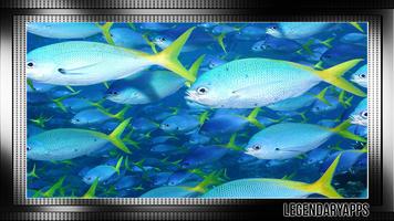 Aquarium Wallpaper plakat