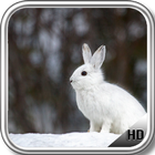 Bunny Wallpaper-icoon