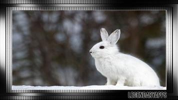 Bunny Wallpaper capture d'écran 2
