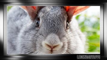 Bunny Wallpaper स्क्रीनशॉट 3