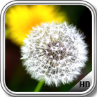 Dandelion Wallpaper أيقونة