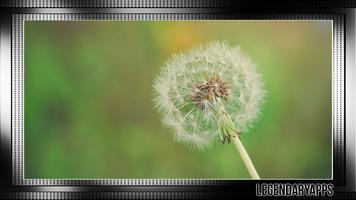 Dandelion Wallpaper Plakat