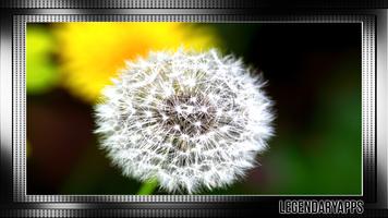 Dandelion Wallpaper اسکرین شاٹ 2