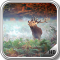 Deer Wallpaper