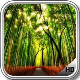 Enchanted Forest Wallpaper