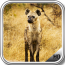 Hyena Wallpaper APK