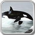 Orca Wallpaper