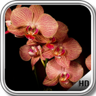 Orchid Wallpaper icono