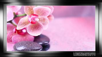 Orchid Wallpaper plakat